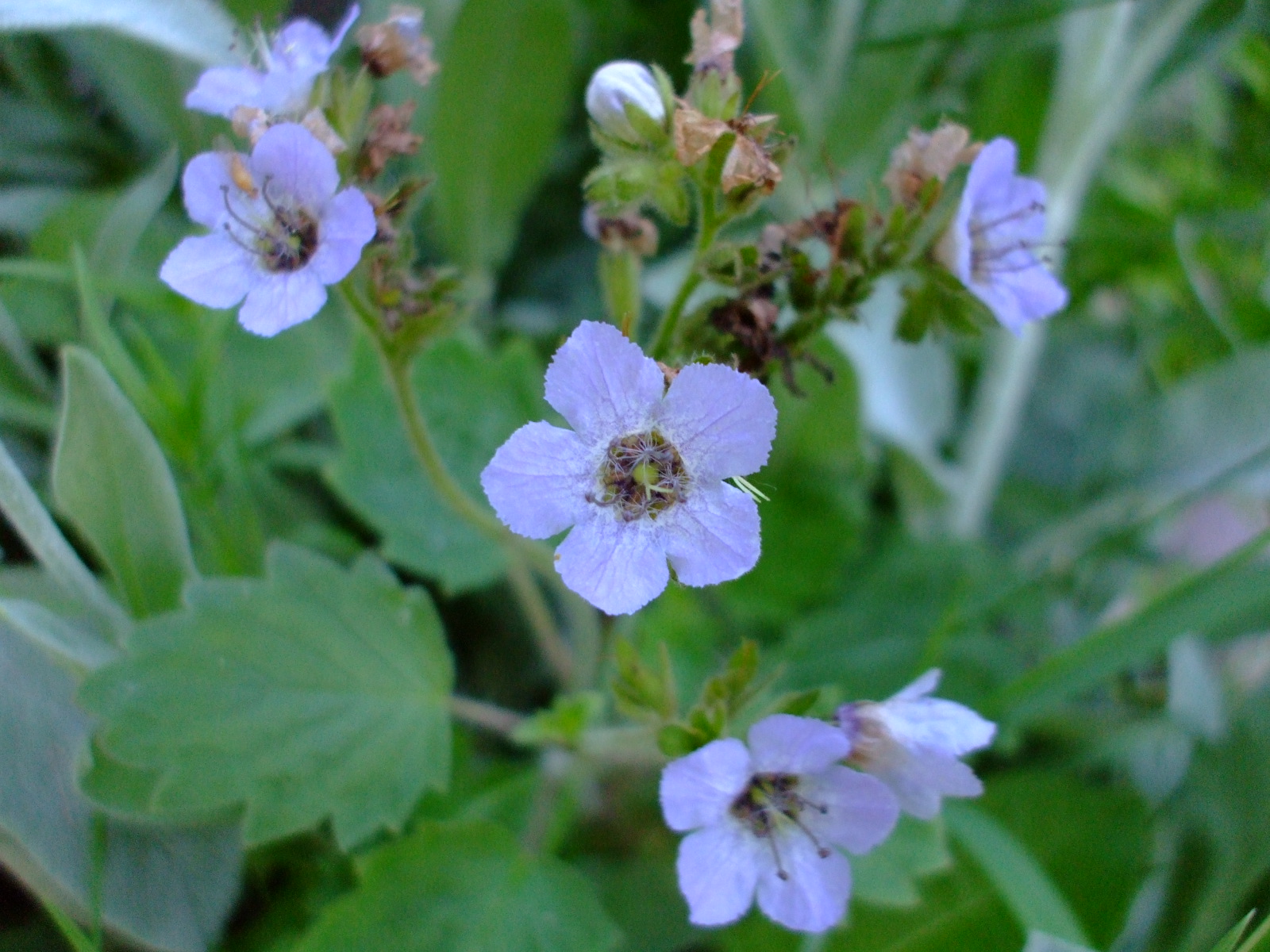 Phacelia bolanderi